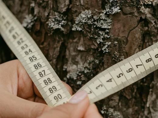 A hand holds a tape measure around a tree trunk to read off the circumference.